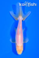4.5" WAKIN GOLDFISH