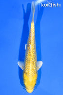 5" GINRIN YAMABUKI OGON