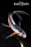 7" SHUSUI BUTTERFLY