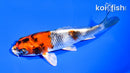 4.75" KIN SHOWA