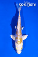 4.5" DOITSU LEMON HARIWAKE