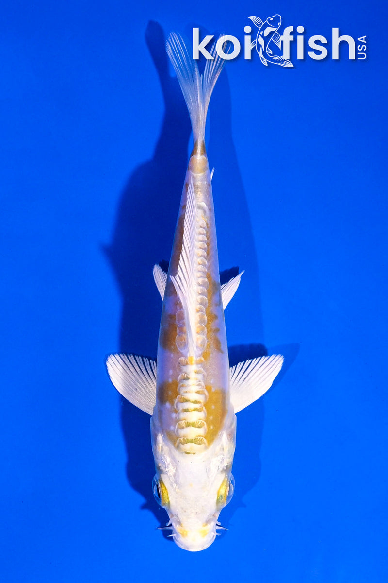 4.5" DOITSU LEMON HARIWAKE