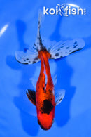 6" WATONAI GOLDFISH
