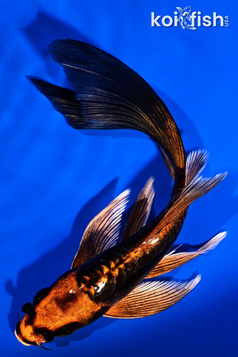 5.5" BENNI KIKOKURYU BUTTERFLY