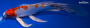 9.75" YAMATO NISHIKI BUTTERFLY