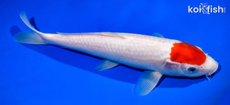 11" TANCHO KOHAKU