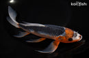 9.75" ASAGI BUTTERFLY