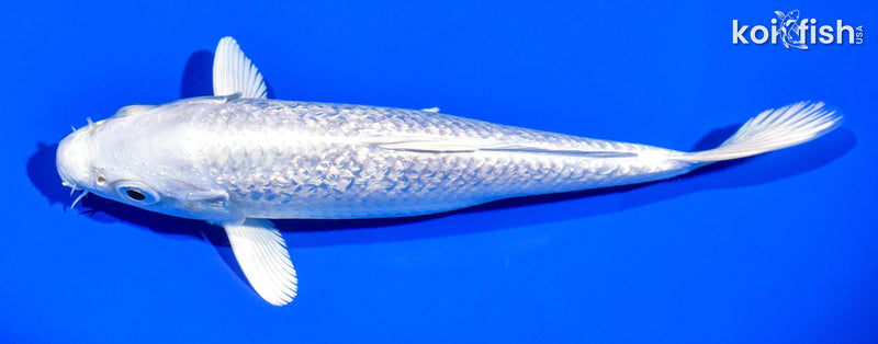 6.5" GINRIN PLATINUM OGON