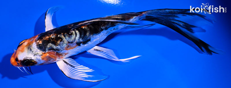 6" ARAGOKE BENI KIKOKURYU BUTTERFLY