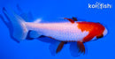 4.75" SARASA WATONAI GOLDFISH