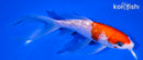 7" GINRIN KOHAKU BUTTERFLY