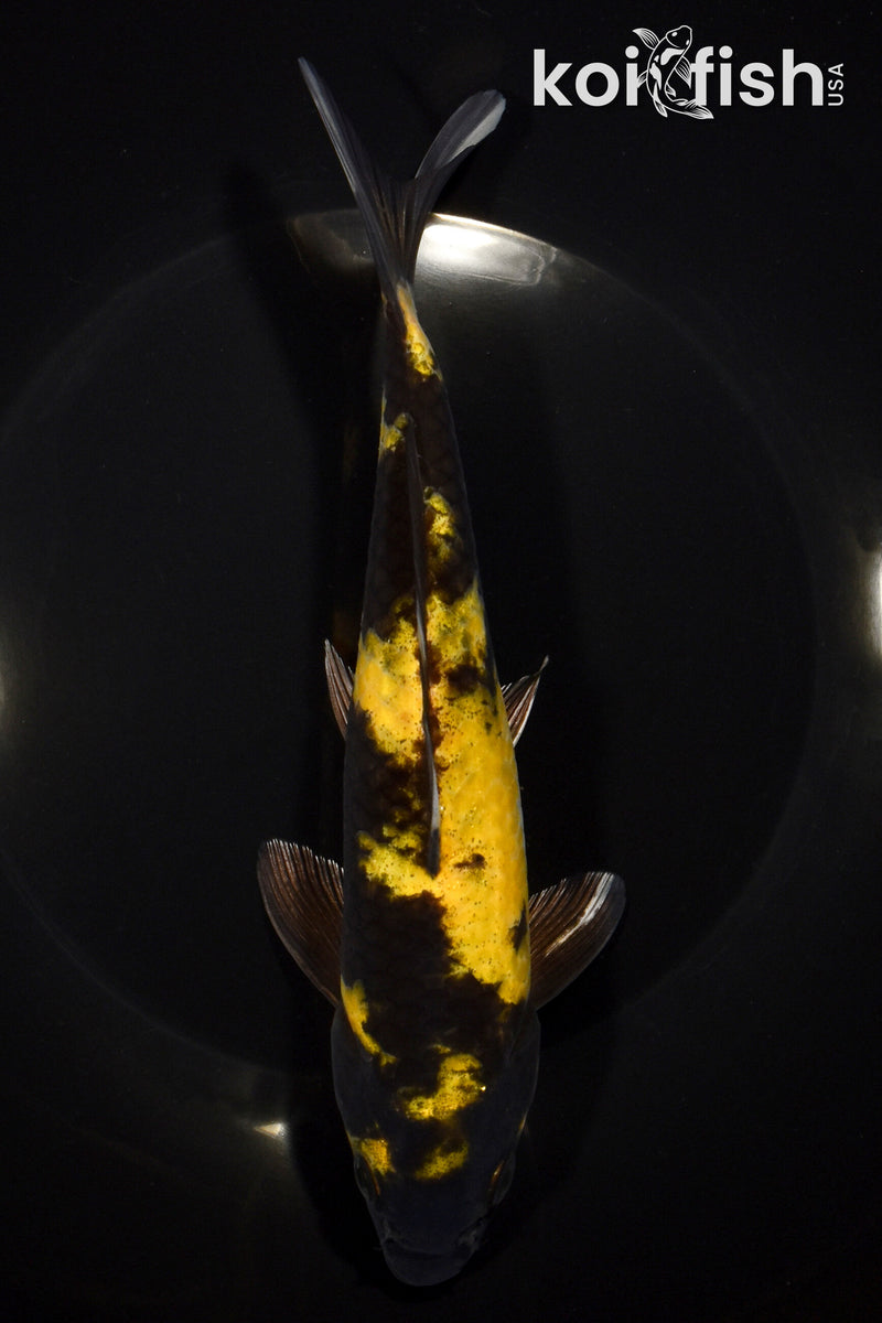 8.25" KIN KI UTSURI