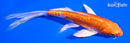 5.5" ARAGOKE ORENJI OGON BUTTERFLY