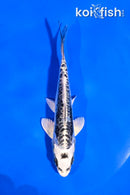 5" KIKOKURYU