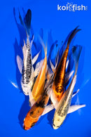 PACK OF (5) 4-5" BUTTERFLY KOI