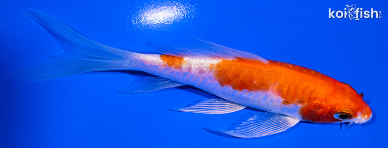 5" HARIWAKE BUTTERFLY