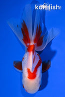 4.75" ORANDA GOLDFISH