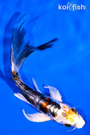 4.75" HEISEI NISHIKI BUTTERFLY