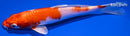 7" KOHAKU