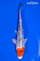 5.5" TANCHO YAMATO NISHIKI