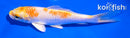 5.5" HARIWAKE
