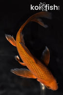 8.5" CHAGOI BUTTERFLY