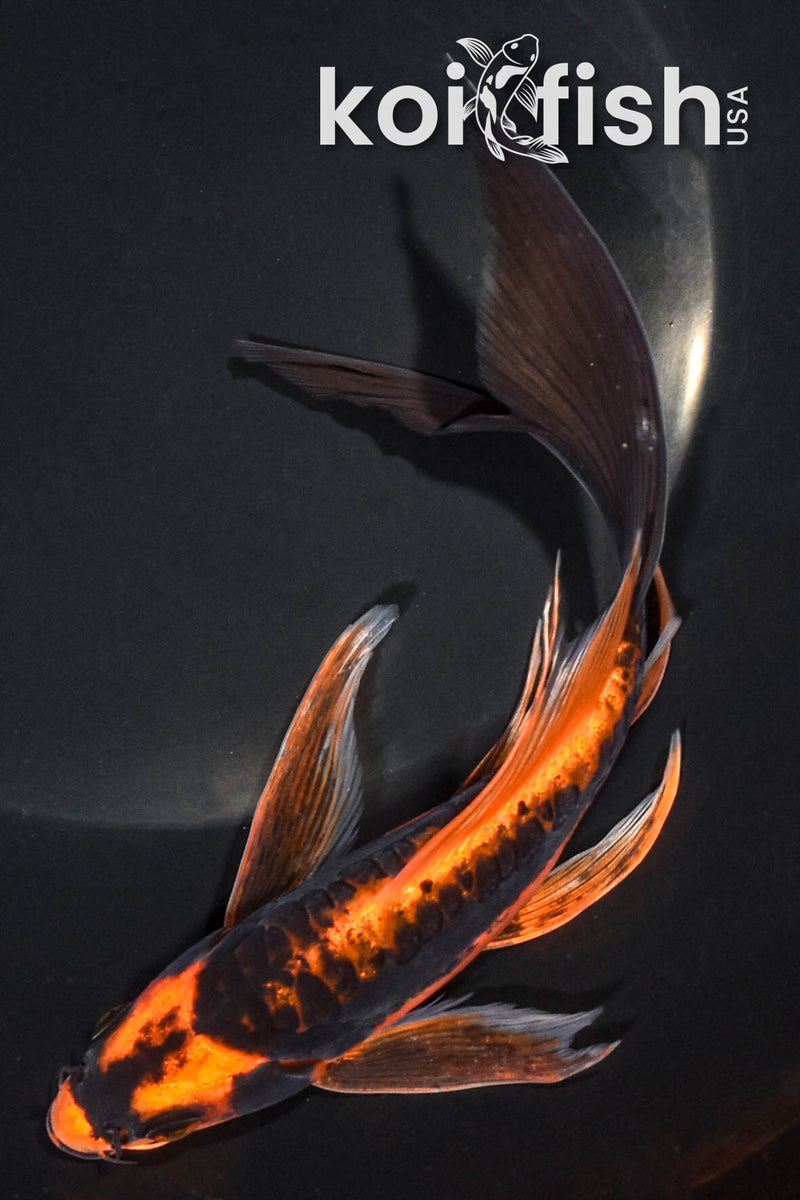 7.25" ARAGOKE BENI KIKOKURYU BUTTERFLY