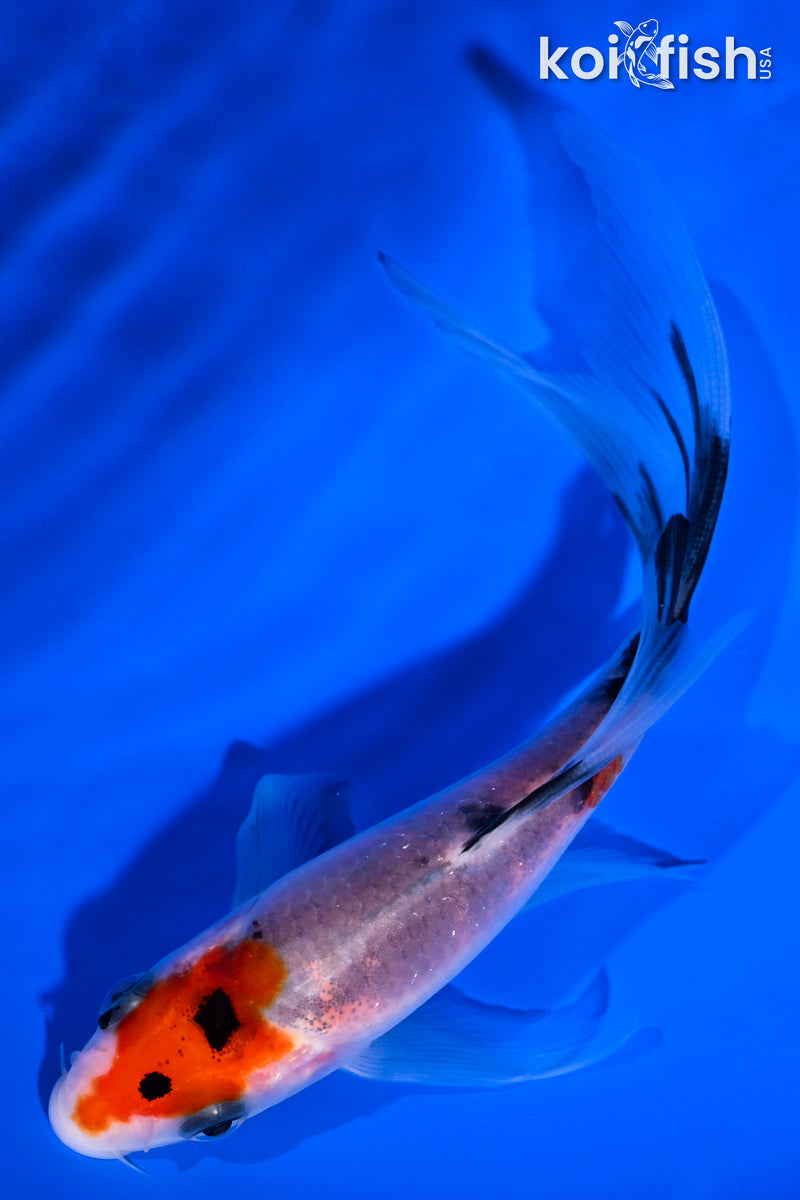 5.25" SANKE BUTTERFLY