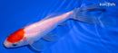 7.75" TANCHO SARASA COMET GOLDFISH