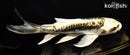 6" KIN KIKOKURYU BUTTERFLY