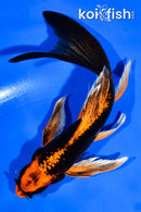 5.5"ORENJI MATSUBA BUTTERFLY