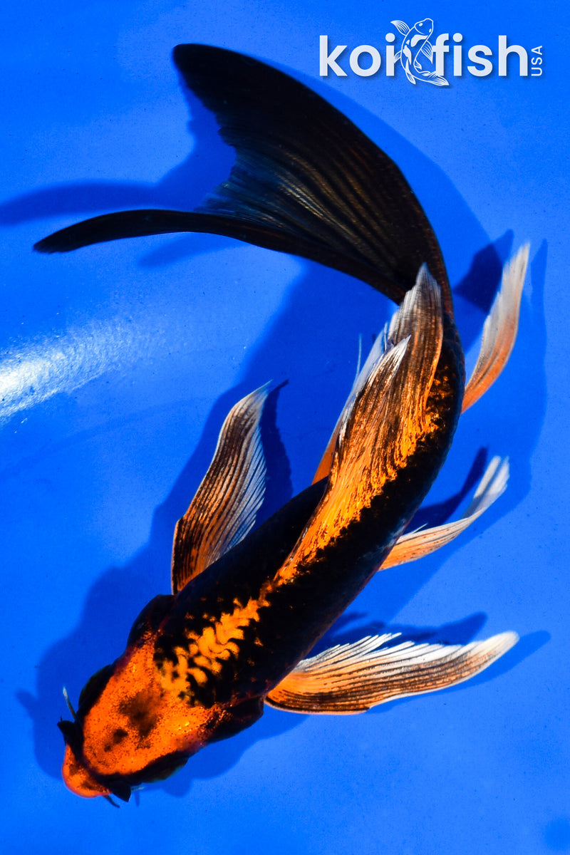 5.5"ORENJI MATSUBA BUTTERFLY