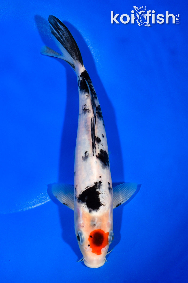 9.5" TANCHO SANKE