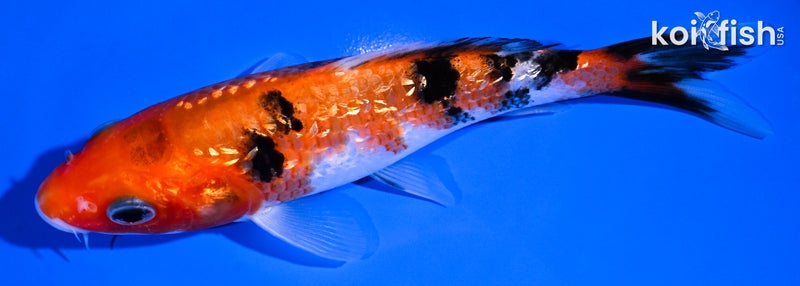 5.25" GINRIN SANKE