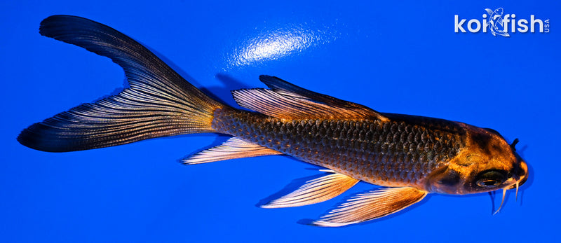 5" ORENJI MATSUBA BUTTERFLY