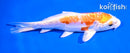 5.5" KIKUSUI