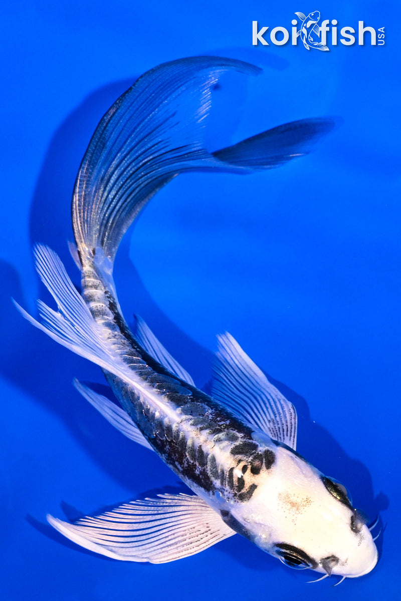 5.25" KIKOKURYU BUTTERFLY