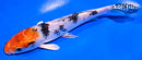 6" YAMATO NISHIKI
