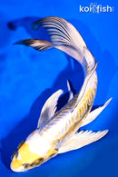 9.25" ARAGOKE KIN KIKOKURYU BUTTERFLY