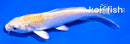 4" LEMON HARIWAKE
