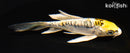 5.25" GINRIN ARAGOKE KUJAKU BUTTERFLY