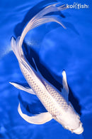 10.5" PLATINUM OGON BUTTERFLY