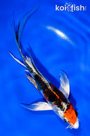 5" YAMATO NISHIKI BUTTERFLY