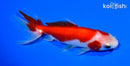 5.5" SARASA WATONAI GOLDFISH