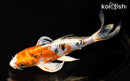 7.25" HEISEI NISHIKI BUTTERFLY