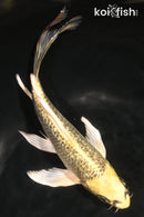 7.5" GINRIN KI MATSUBA BUTTERFLY