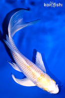 5.5" LEMON HARIWAKE BUTTERFLY