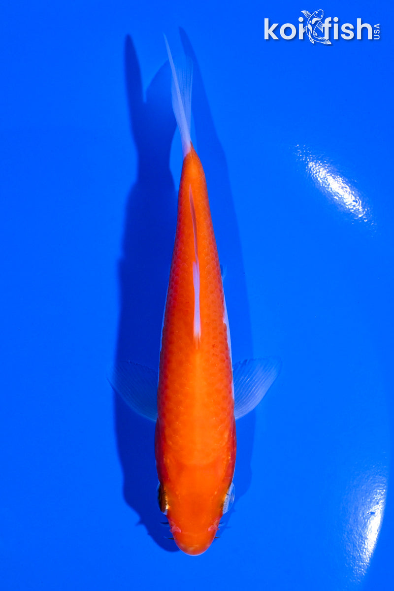 4.75" IPPONHI KOHAKU