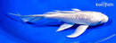 7.25" GINRIN PLATINUM OGON BUTTERFLY