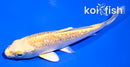 4" GINRIN YAMABUKI OGON